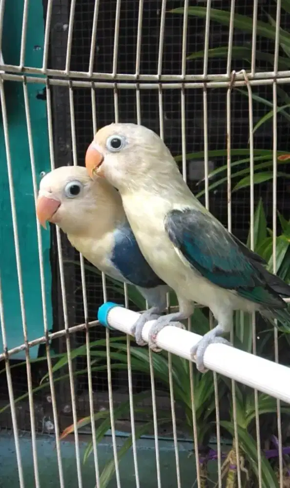 Burung Lovebird