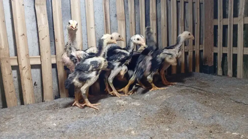 Ayam bangkok klasik
