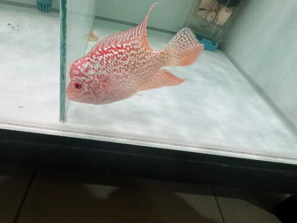 Louhan gb cc full mutiara