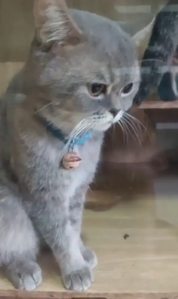 Jual cepat kucing beserta kandangnya
