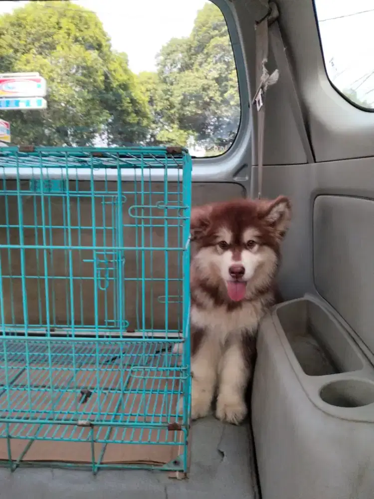 Alaskan malamute red