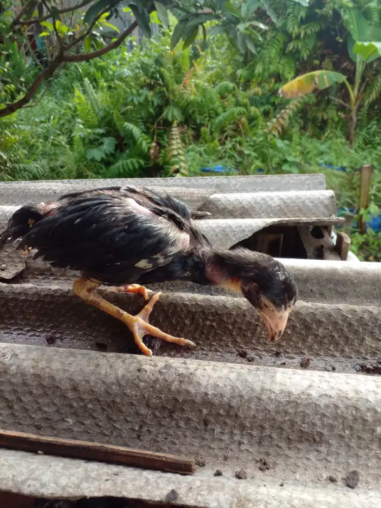 Anakan ayam bangkok