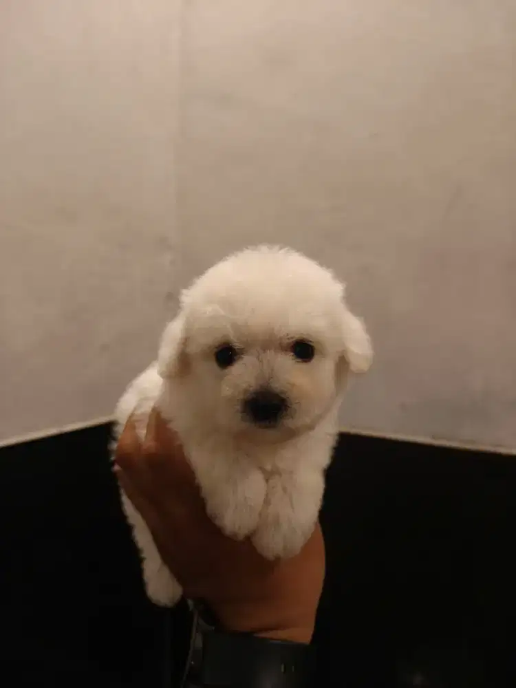 Poodle kosongan