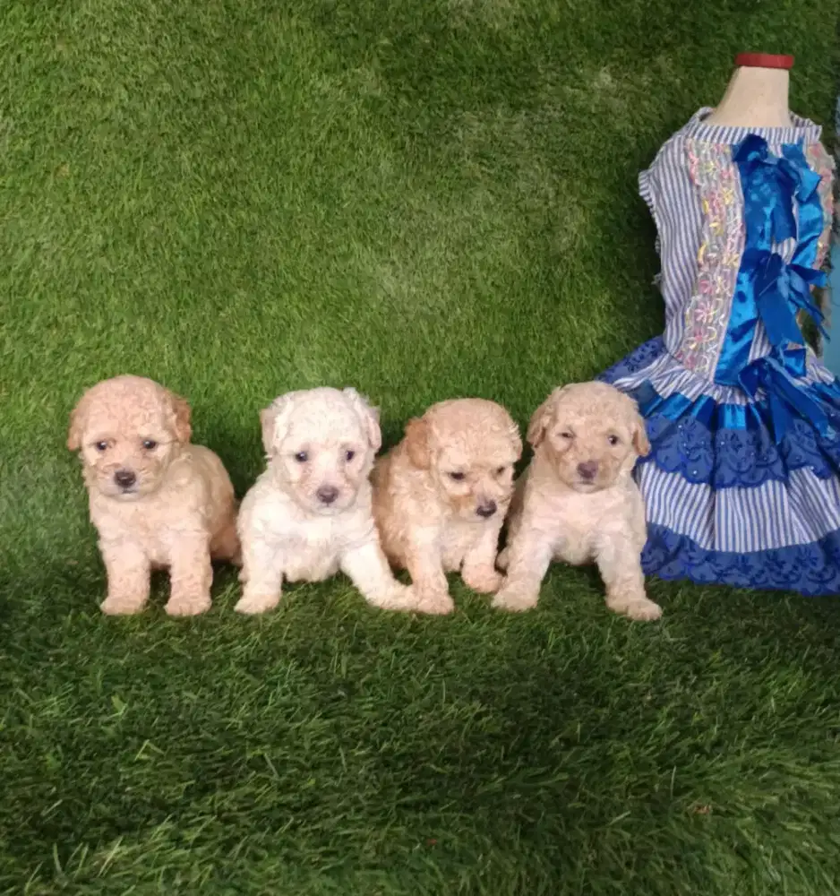 Anjing Toy poodle