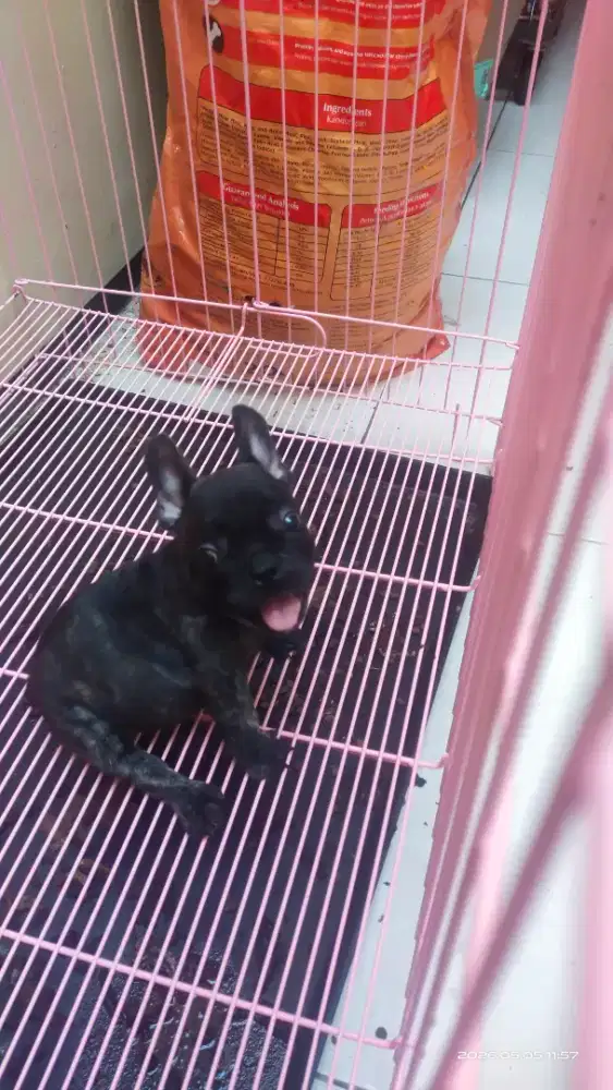 French Bulldog 2 bulan