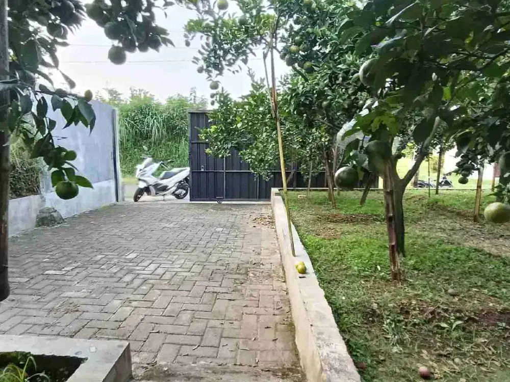 Kebun Jeruk Dau Strategis Akses Jalan Aspal Dekat Kota Siap Panen