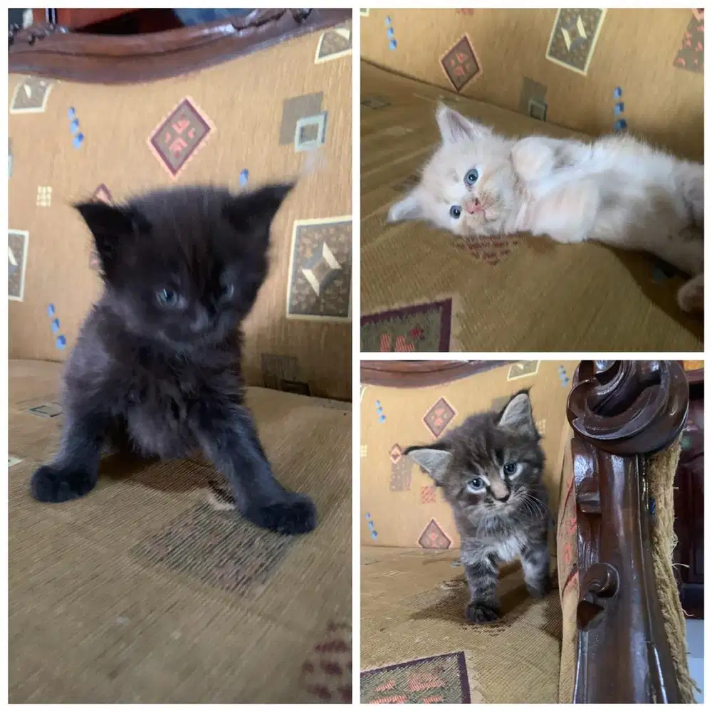 Kitten mainecoon