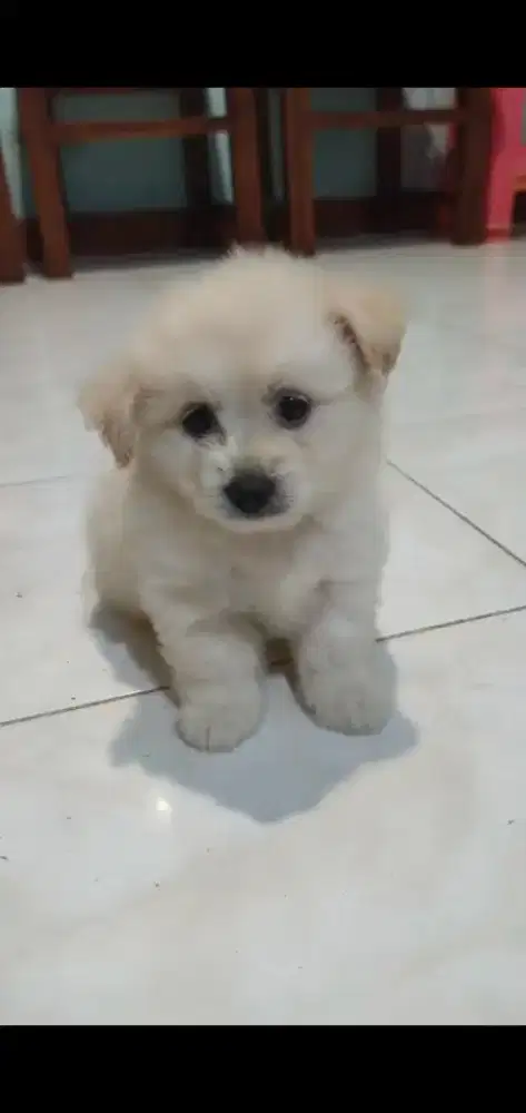 Anakan anjing Bichon x pom jantan