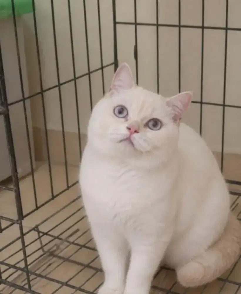 [JUAL CEPAT] BSH Cream Point, Male 1Year Good Anatomi & Quality 100%