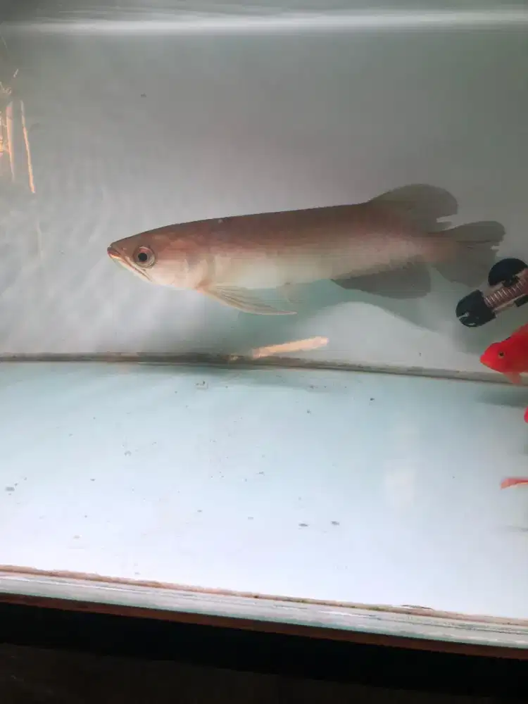 Arowana Green Pino