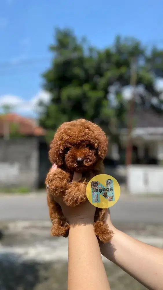 Betina Toy Poodle