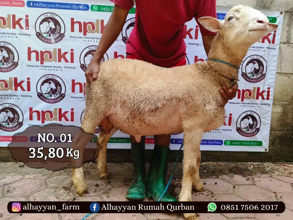 Kambing Domba Qurban Kurban Murah 2026