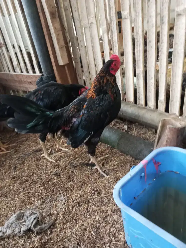 Ayam kampung indukan