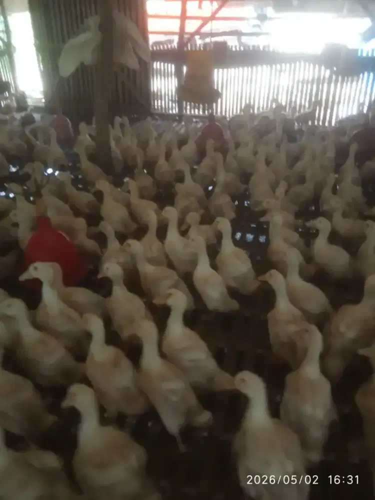 Bebek hidup dan potong