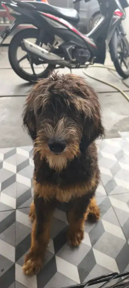 ANJING MALODLE BIG SIZE