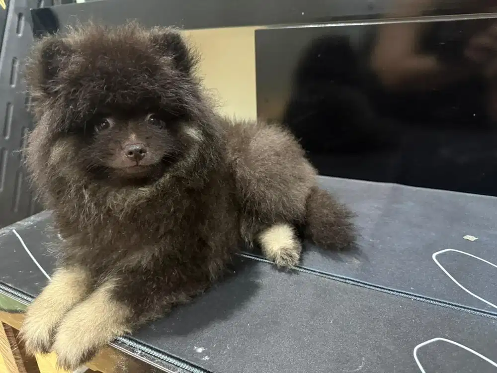 Mini pom jantan