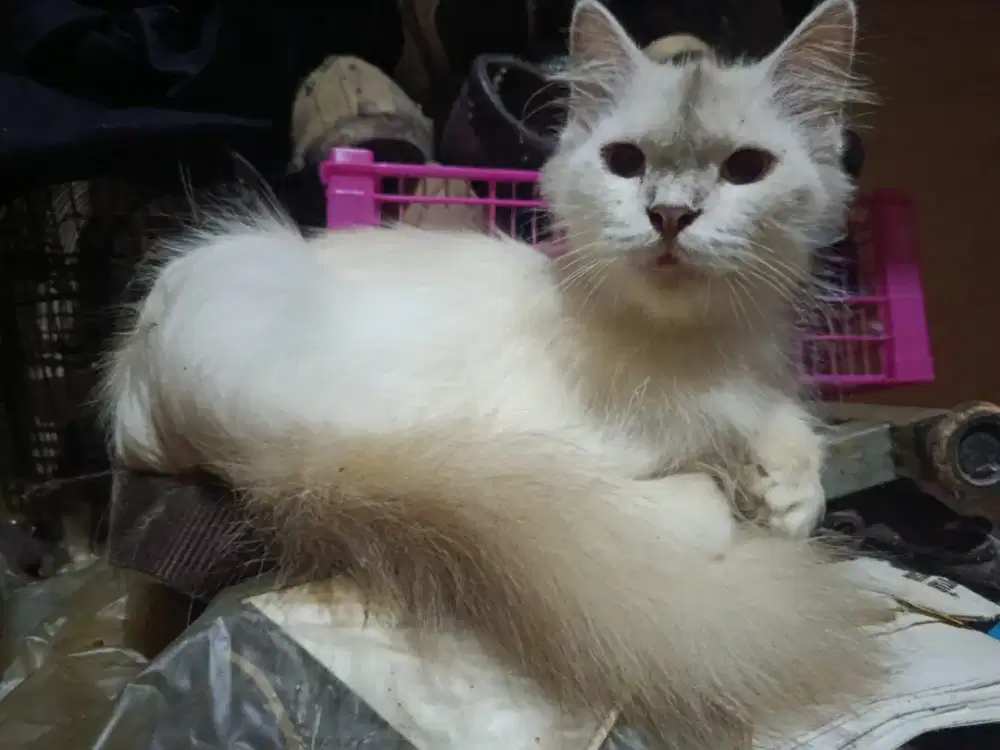 Himalaya Betina Siap Jadi Indukan
