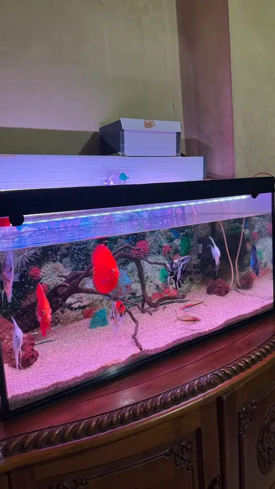 Di jual aquarium full set bersama ikan discus