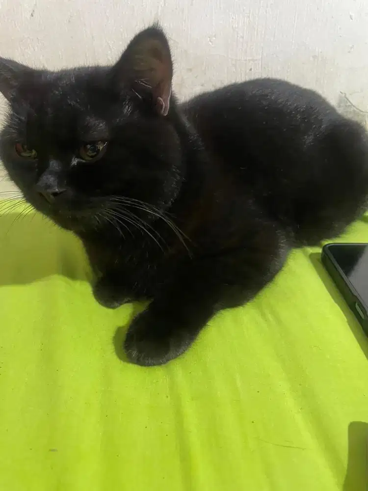 Kucing british shothair