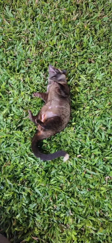 Musang Pandan Indukan