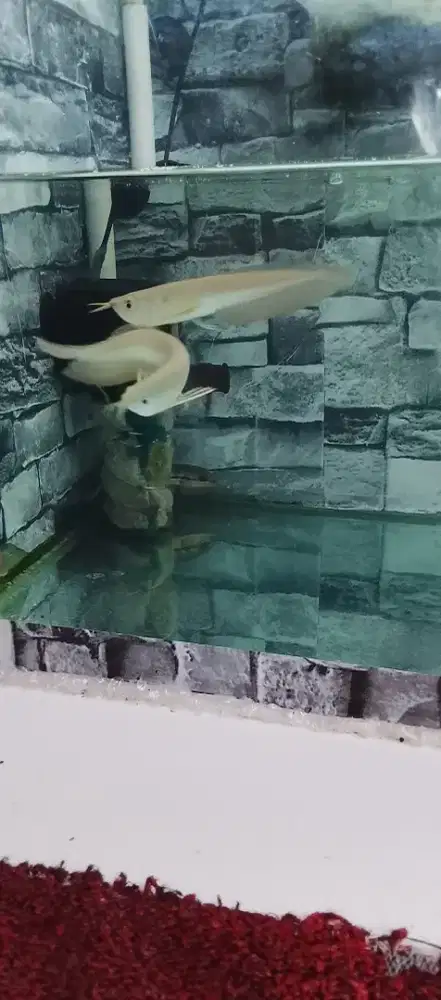 2 ekor Arowana silver 11-12cm