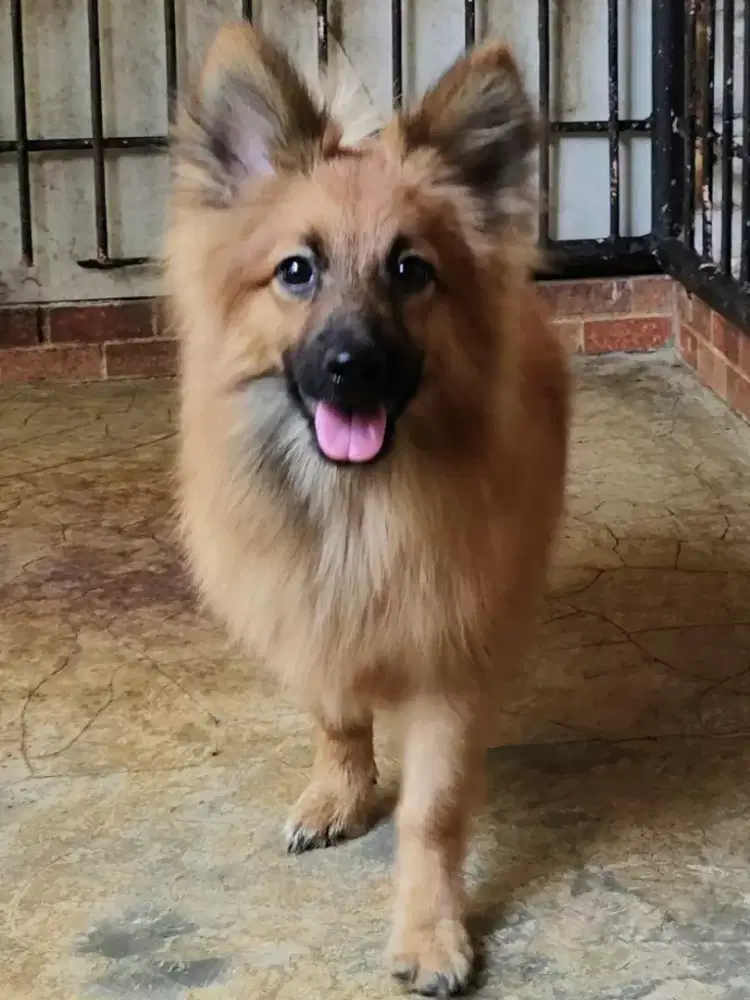Corgi mix Pomeranian