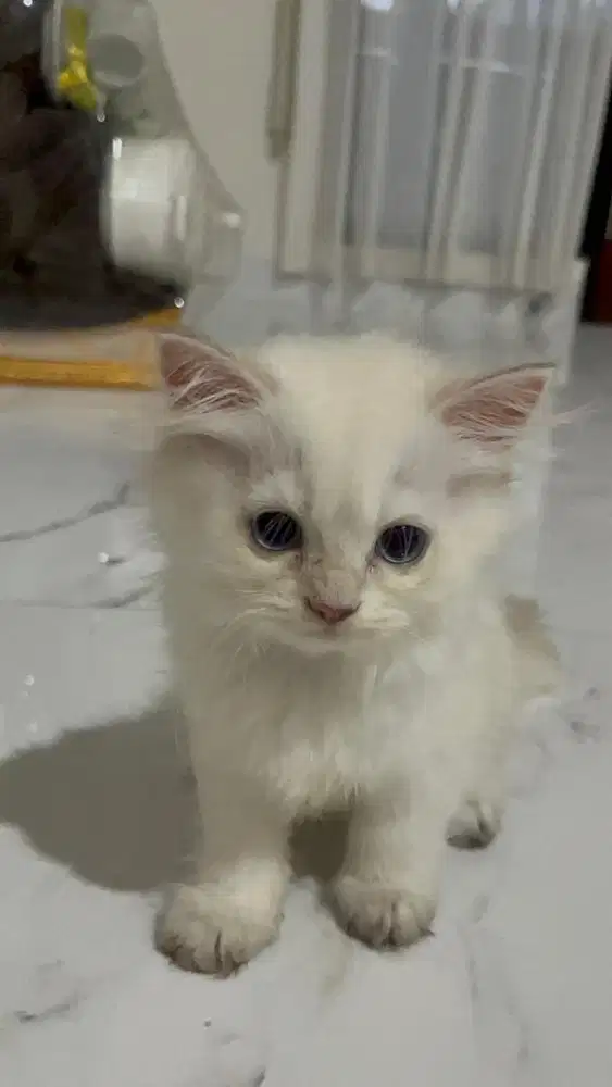 Lepas bermahar kucing british short hair