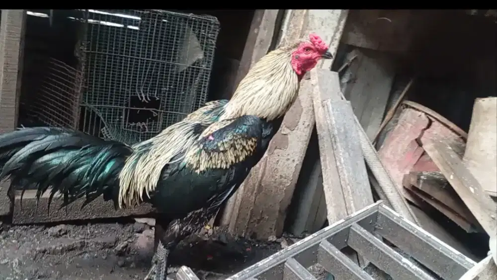 Ayam Mangon muda