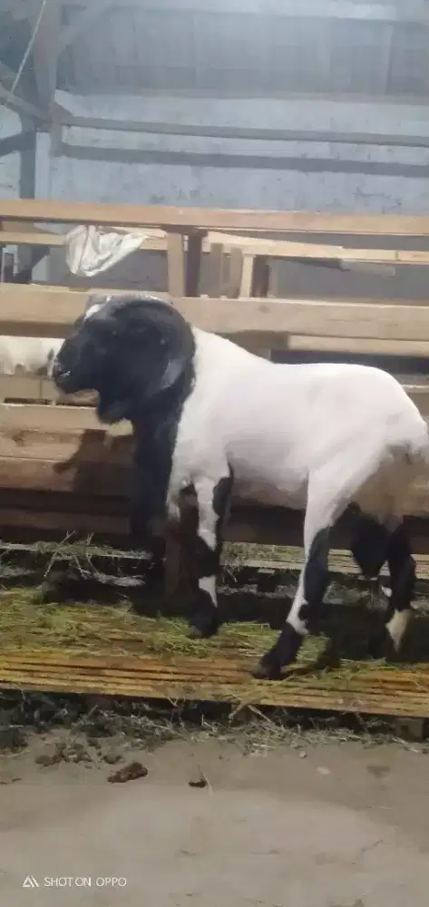 Domba Qurban Jumbo Si Bintang