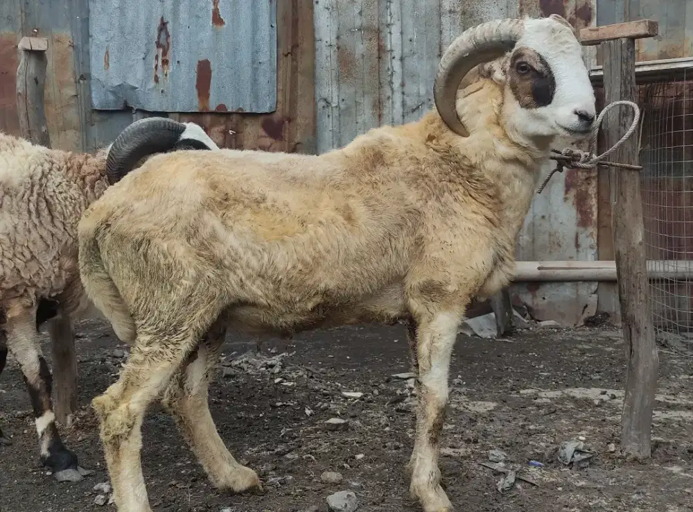 Qurban Domba Ekonomis