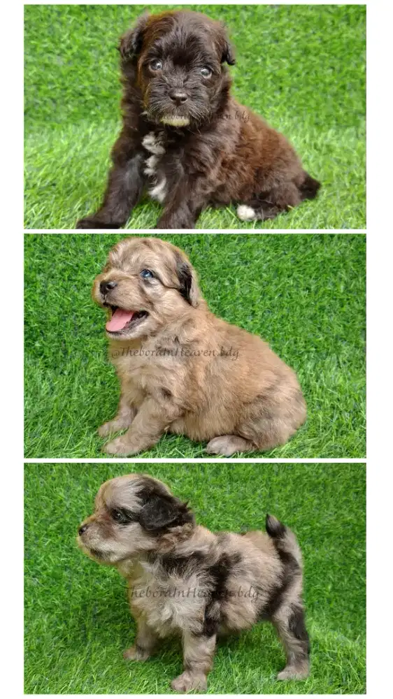 POMAPO Puppies Exotic