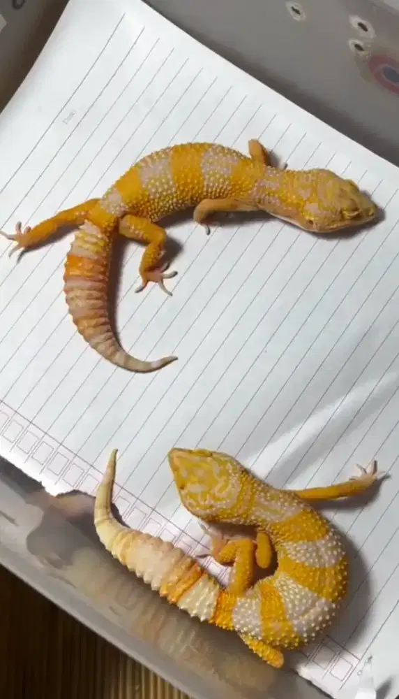Gecko leopard murah