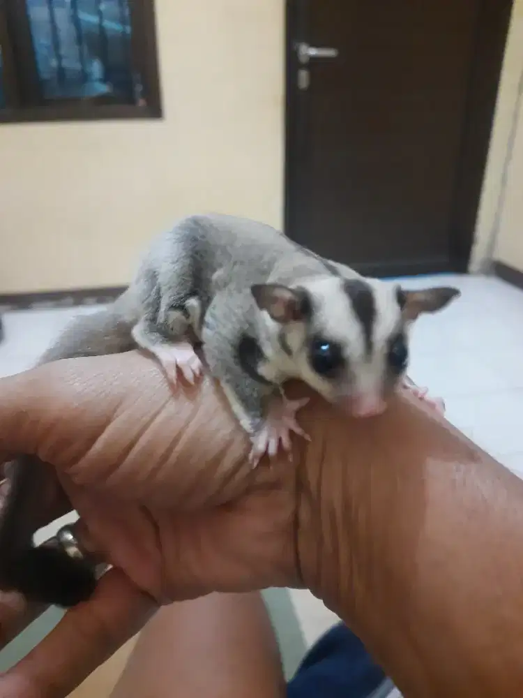 SUGAR GLIDER CLASSIC GREY JANTAN UMUR SEBULAN