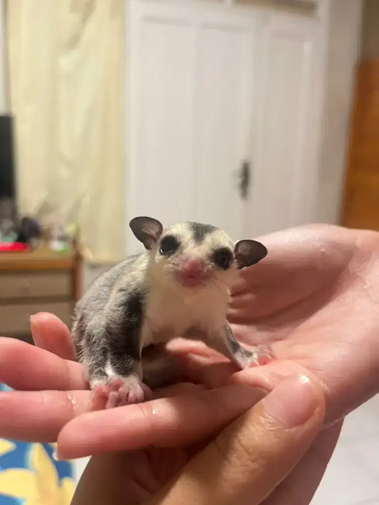 sugar glider joey
