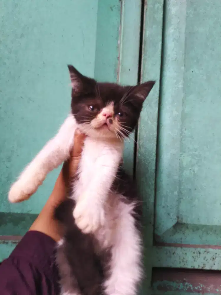 Kucing kitten jantan