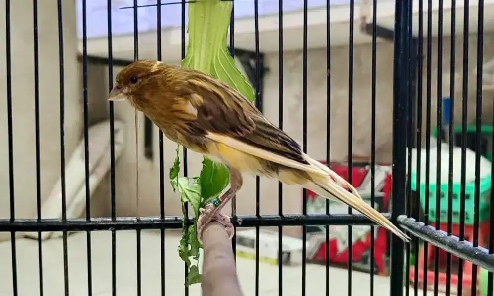 Paud burung kenari F1 Rasmi