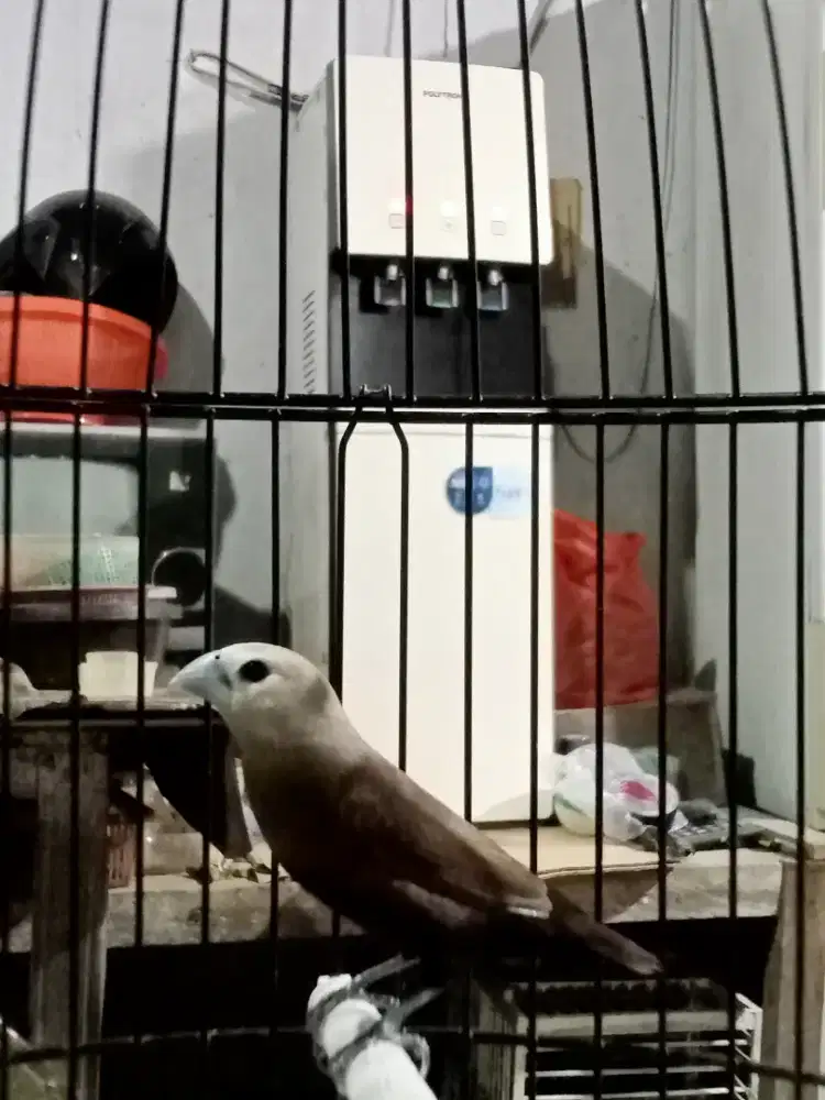 Burung emprit kaji