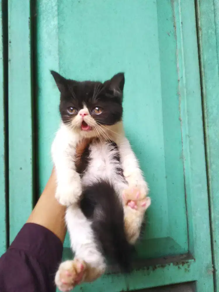 Kucing kitten jantan