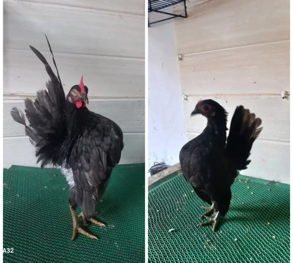 Sepasang serama kelabu x hitam