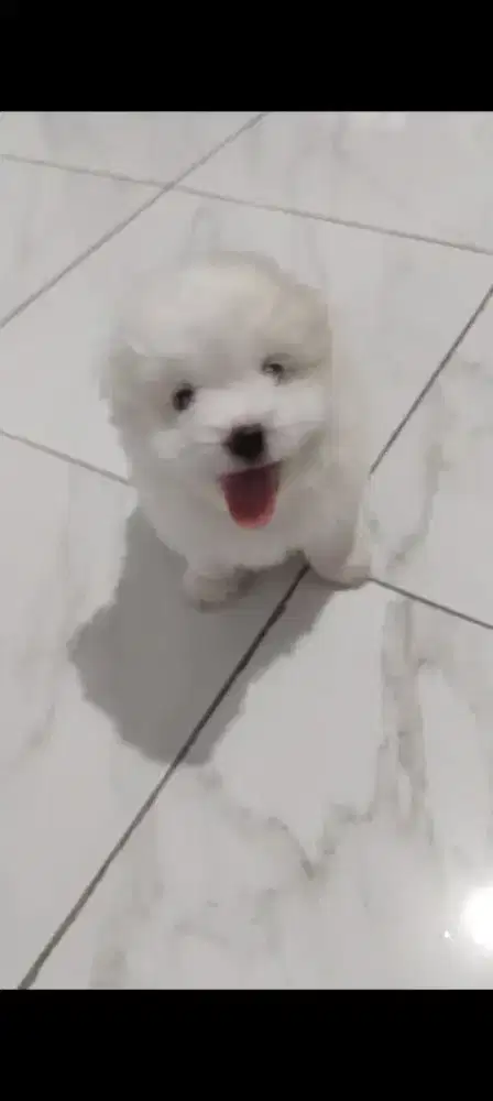 Anak anjing maltipo