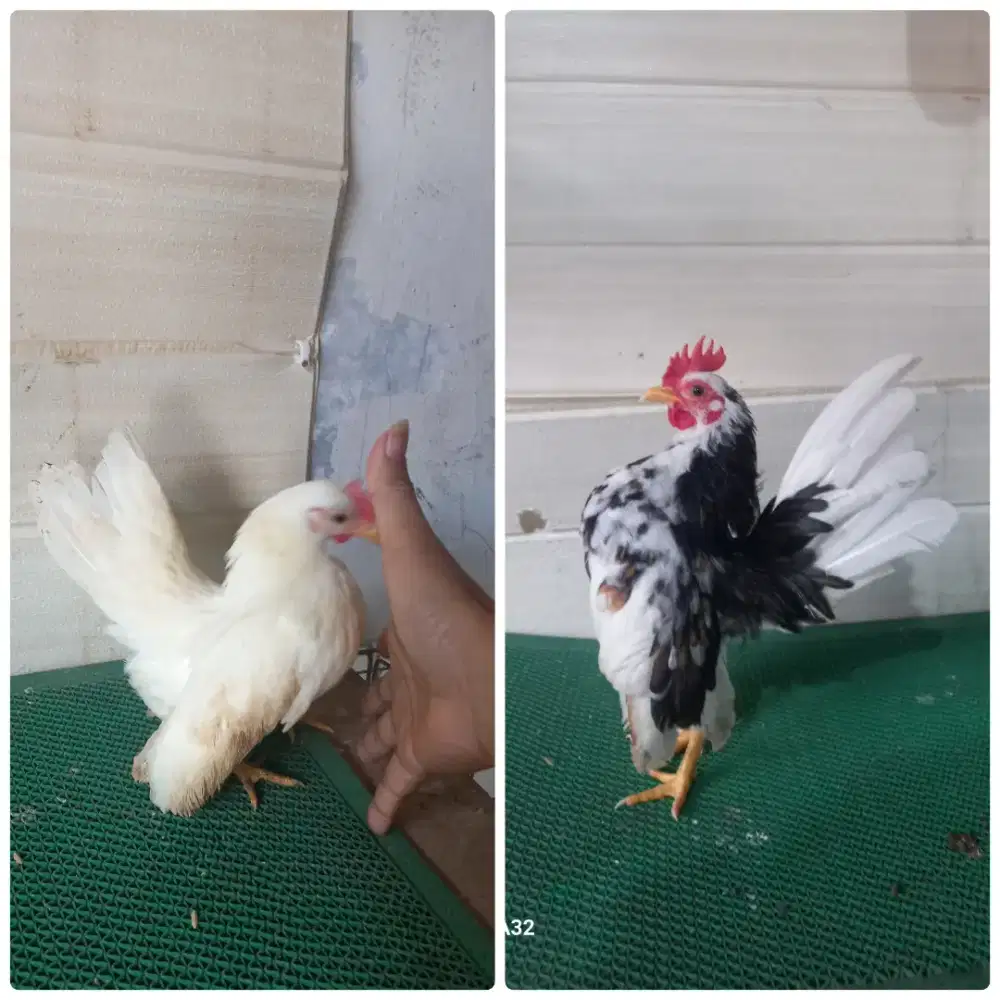 Sepasang serama rinting x putih mulus
