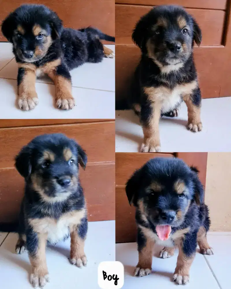 Anak anjing big boy