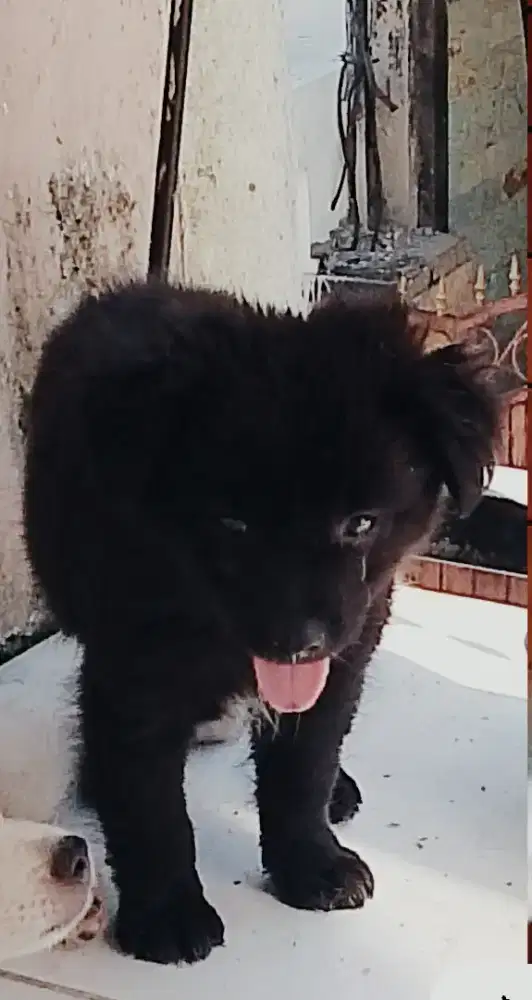 Anak anjing jantan