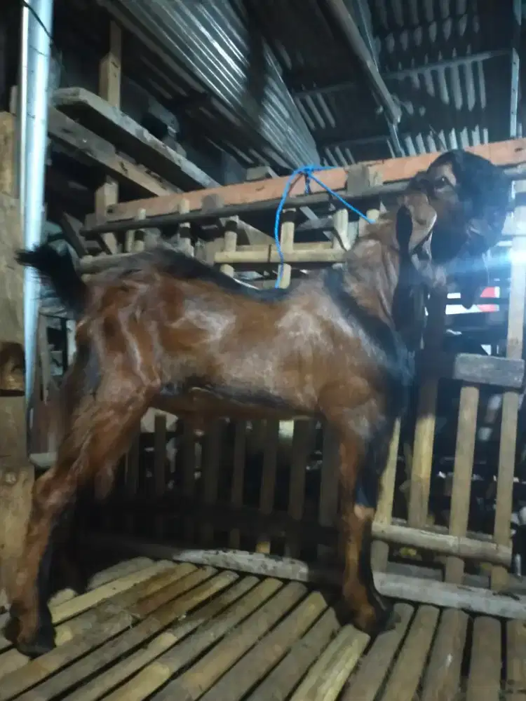 Hewan qurban kambing