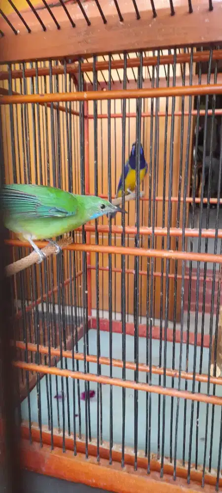 Cucak Cungkok sepasang