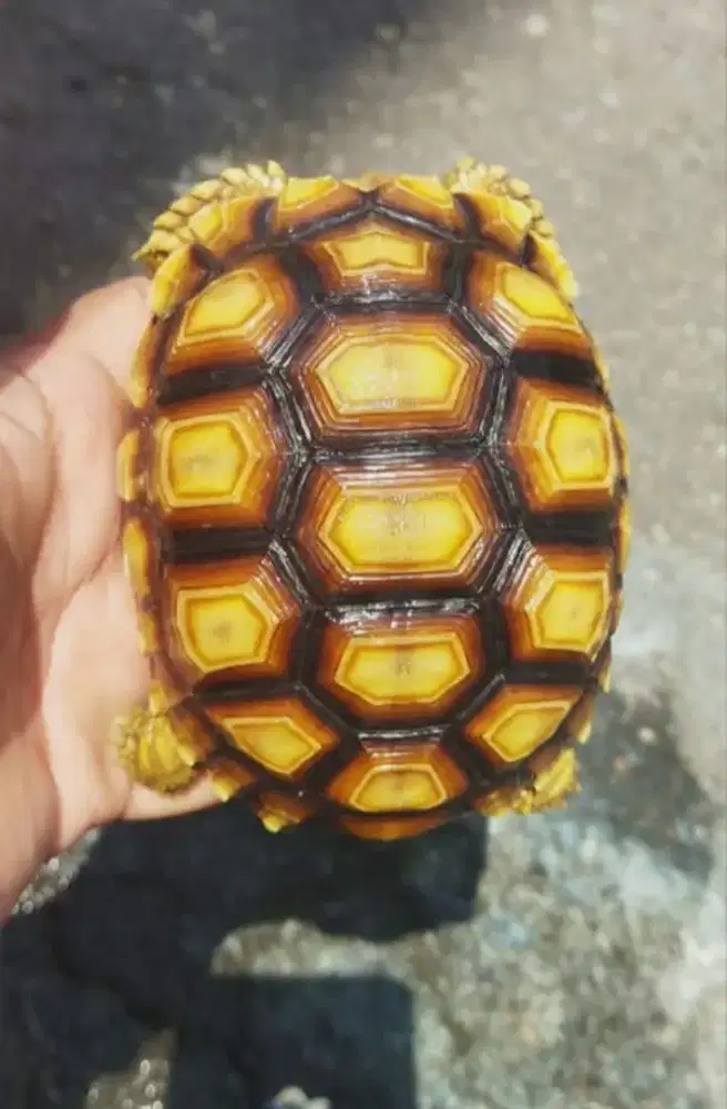Kura Darat Sulcata