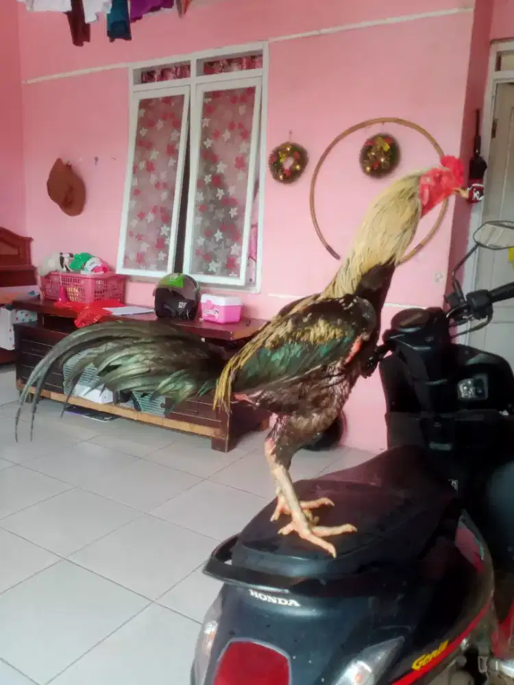 Ayam Bangkok Super Tehnik