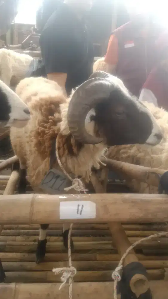 Qurban2026#dombamurah#sapimurah#dombabandung#dombapremium#gratisongkir
