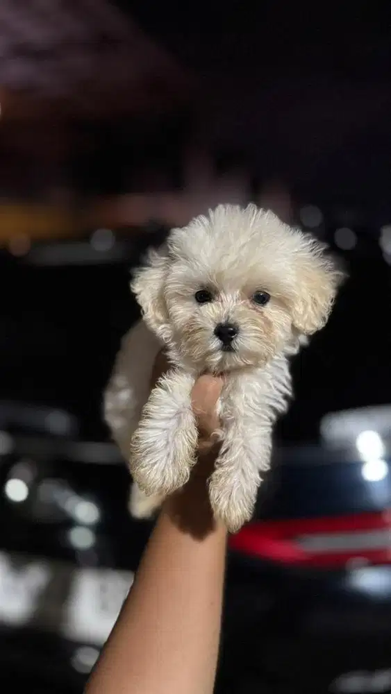 Maltipoo jantan betina
