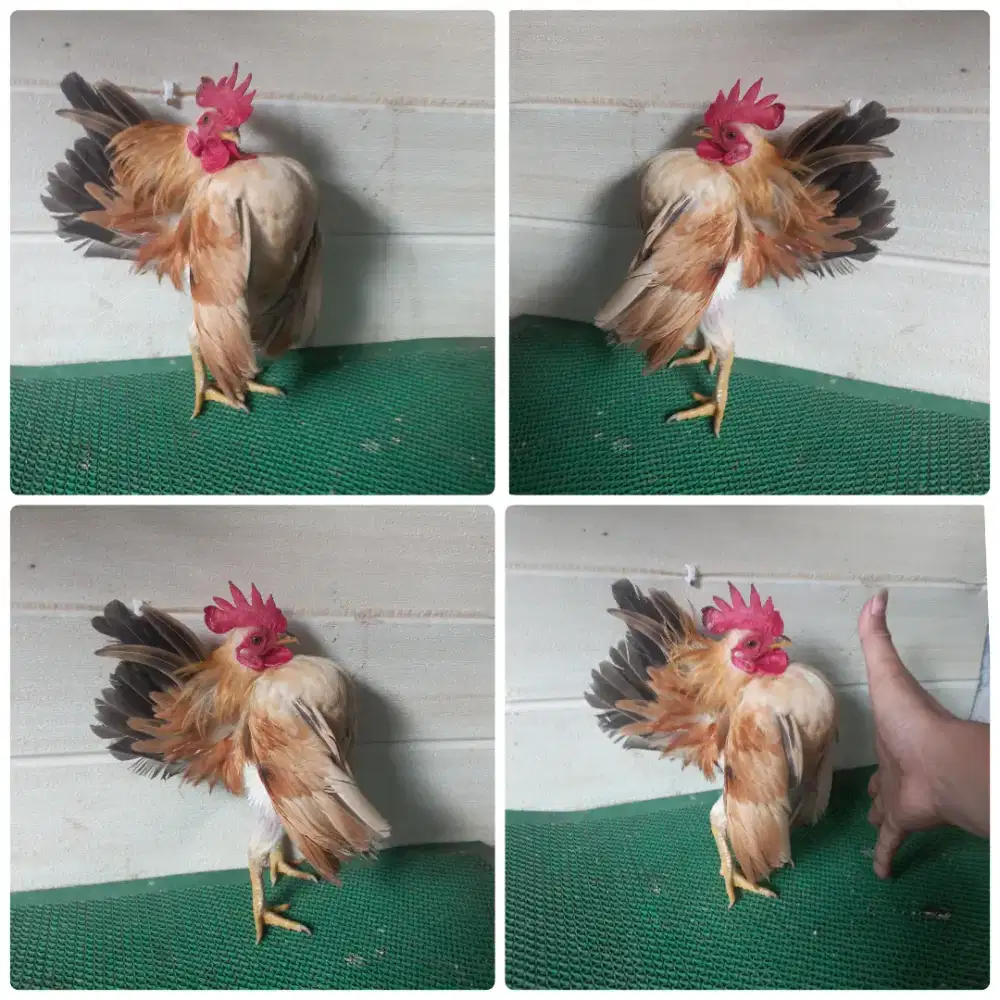 Jantan serana mini selam